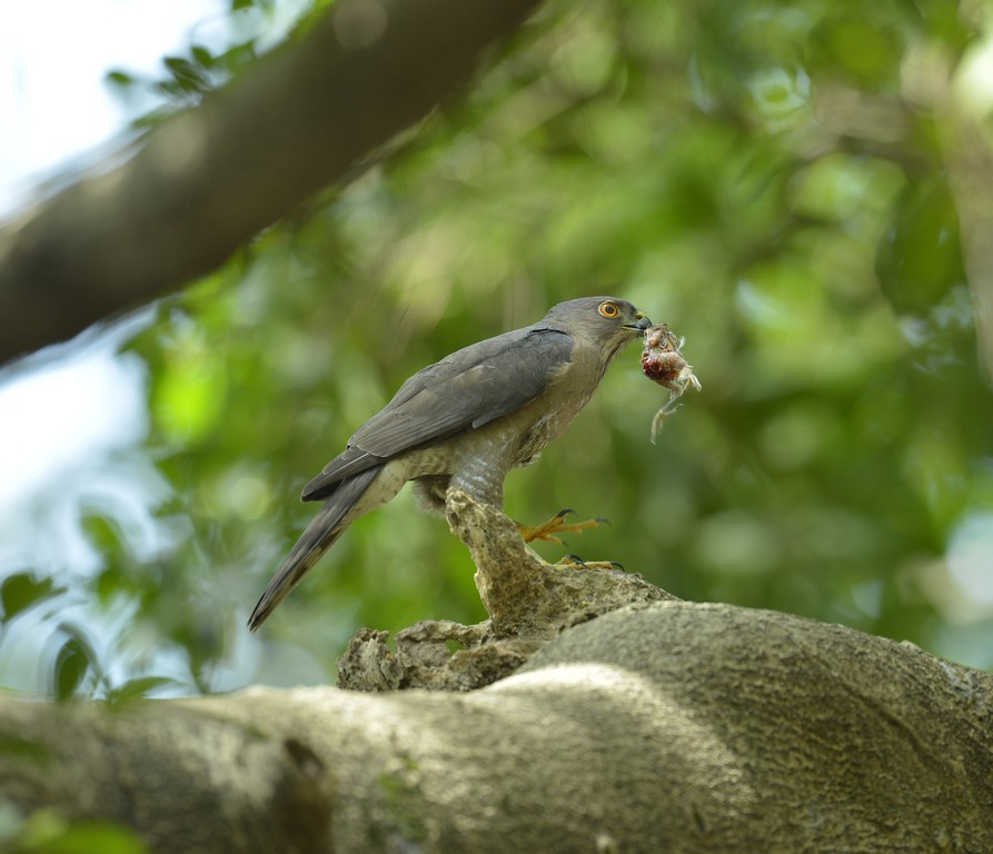 松雀鷹獵食