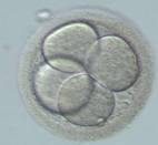 D2 胚胎(取卵後第2天)