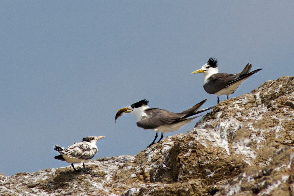 鳳頭燕鷗育雛