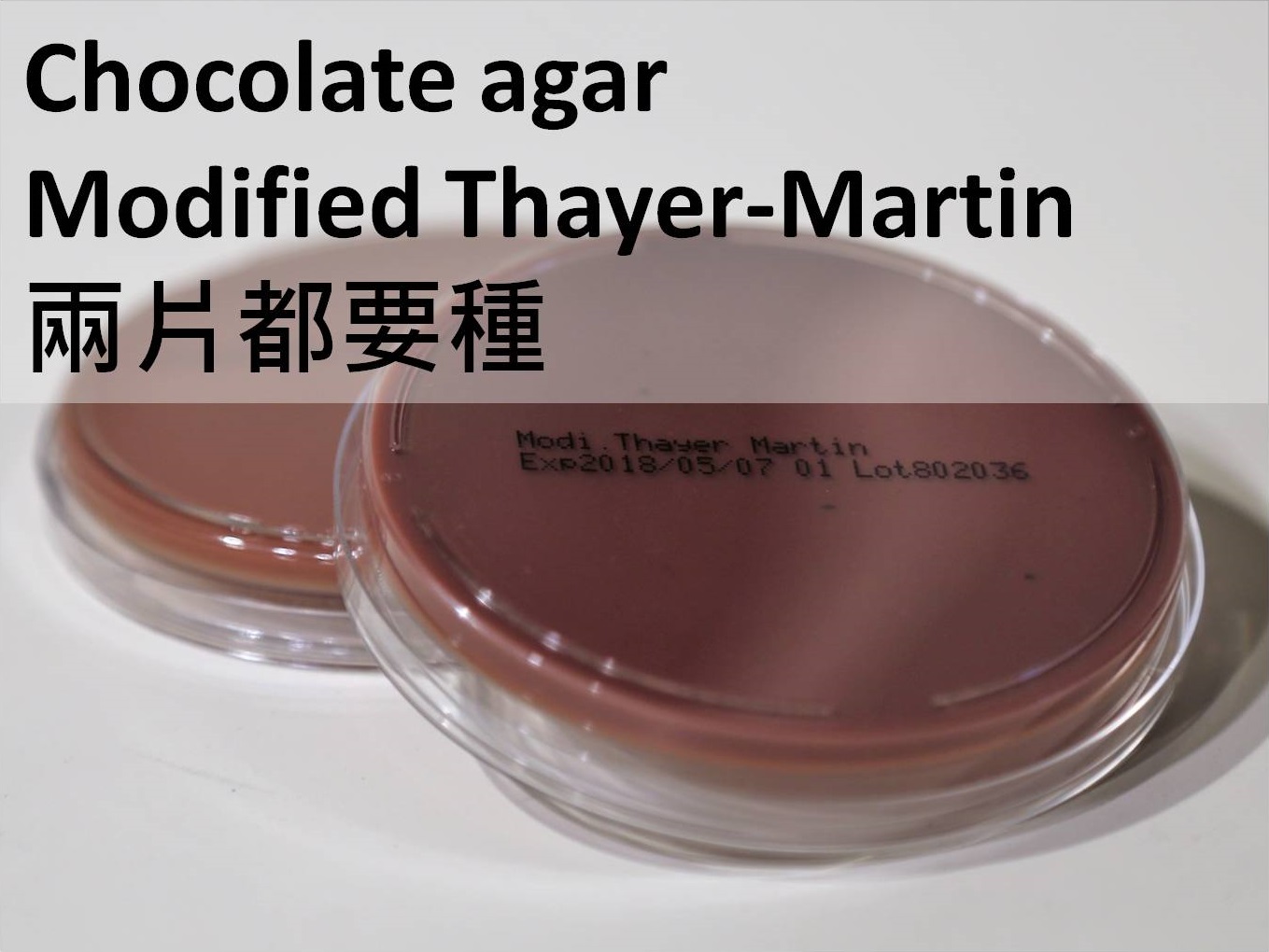 MTM （Modified Thayer-martin medium）