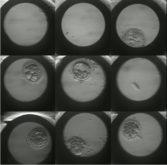 Embryo at Day 3