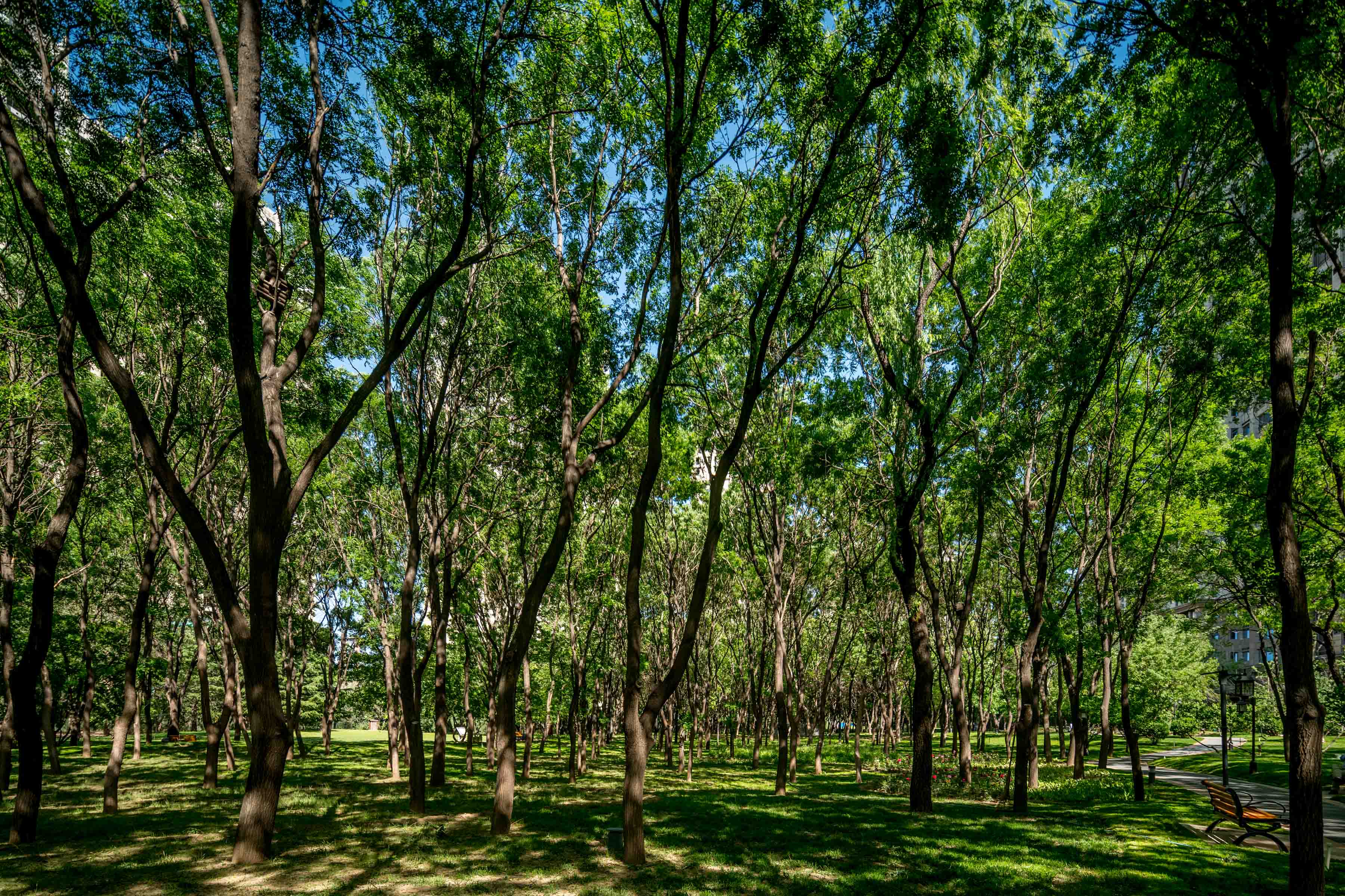 光穿過綠蔭到來