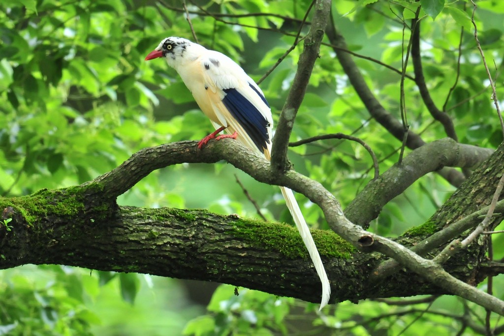 白化藍鵲 