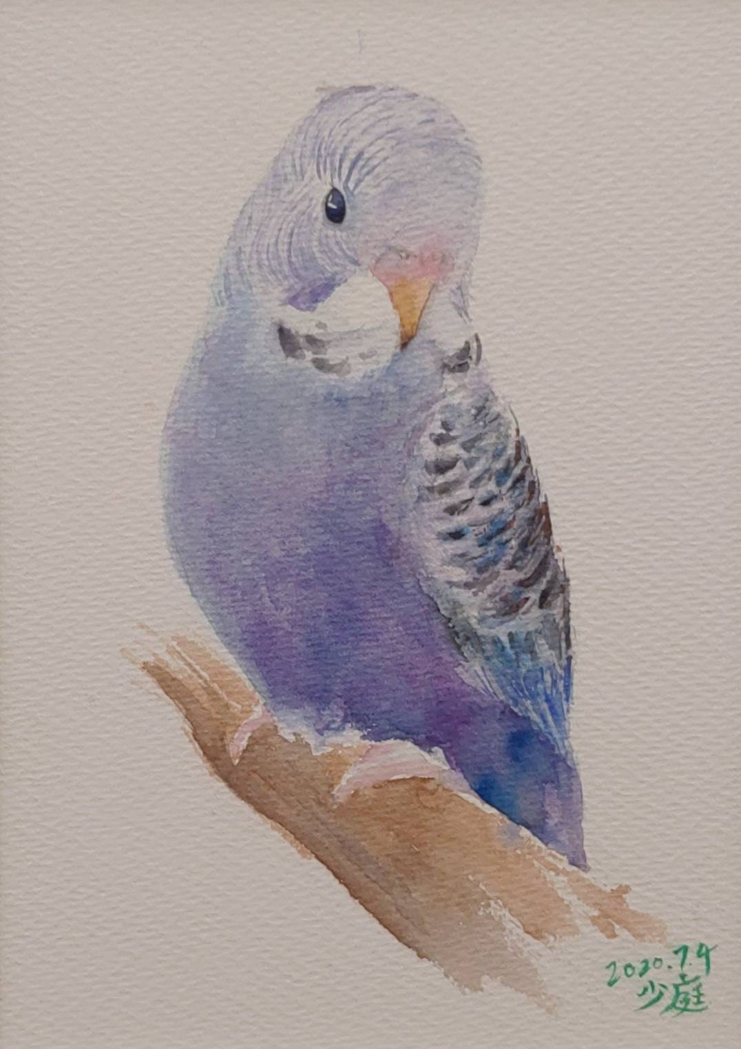 水彩課：台北的鸚鵡