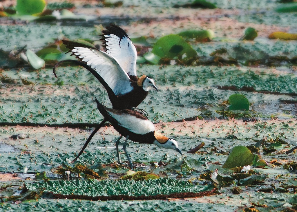 台灣水雉 愛愛篇