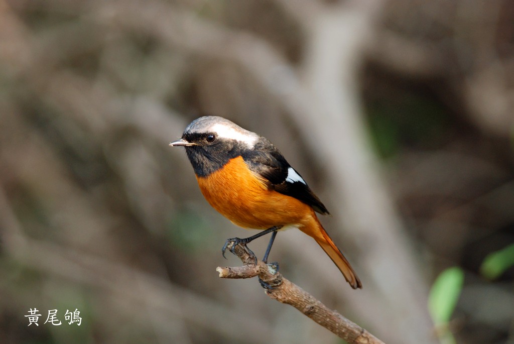 黃尾鴝