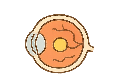 視網膜與黃斑部