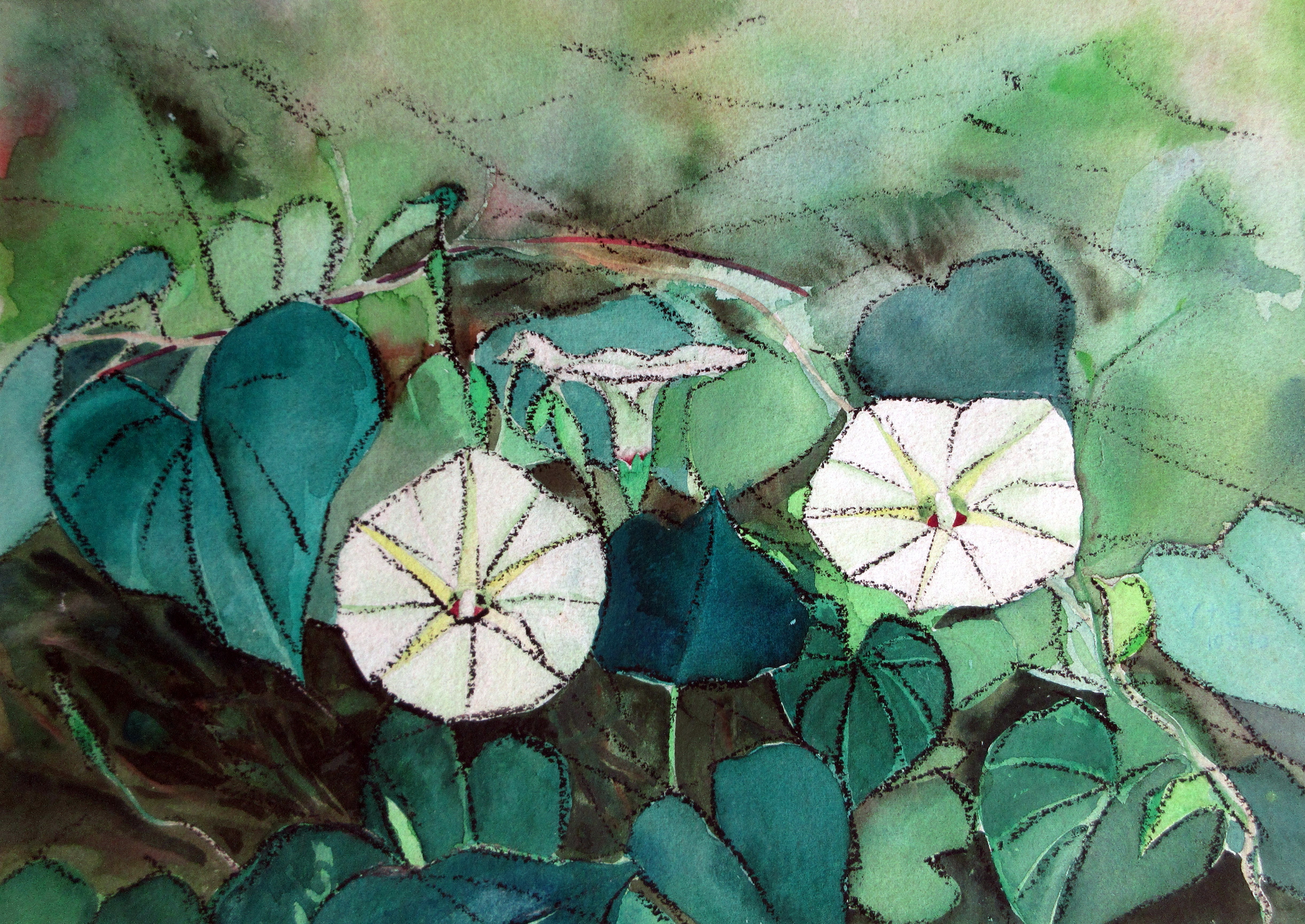 《白色牽牛花一》