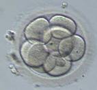 D3 胚胎(取卵後第3天)
