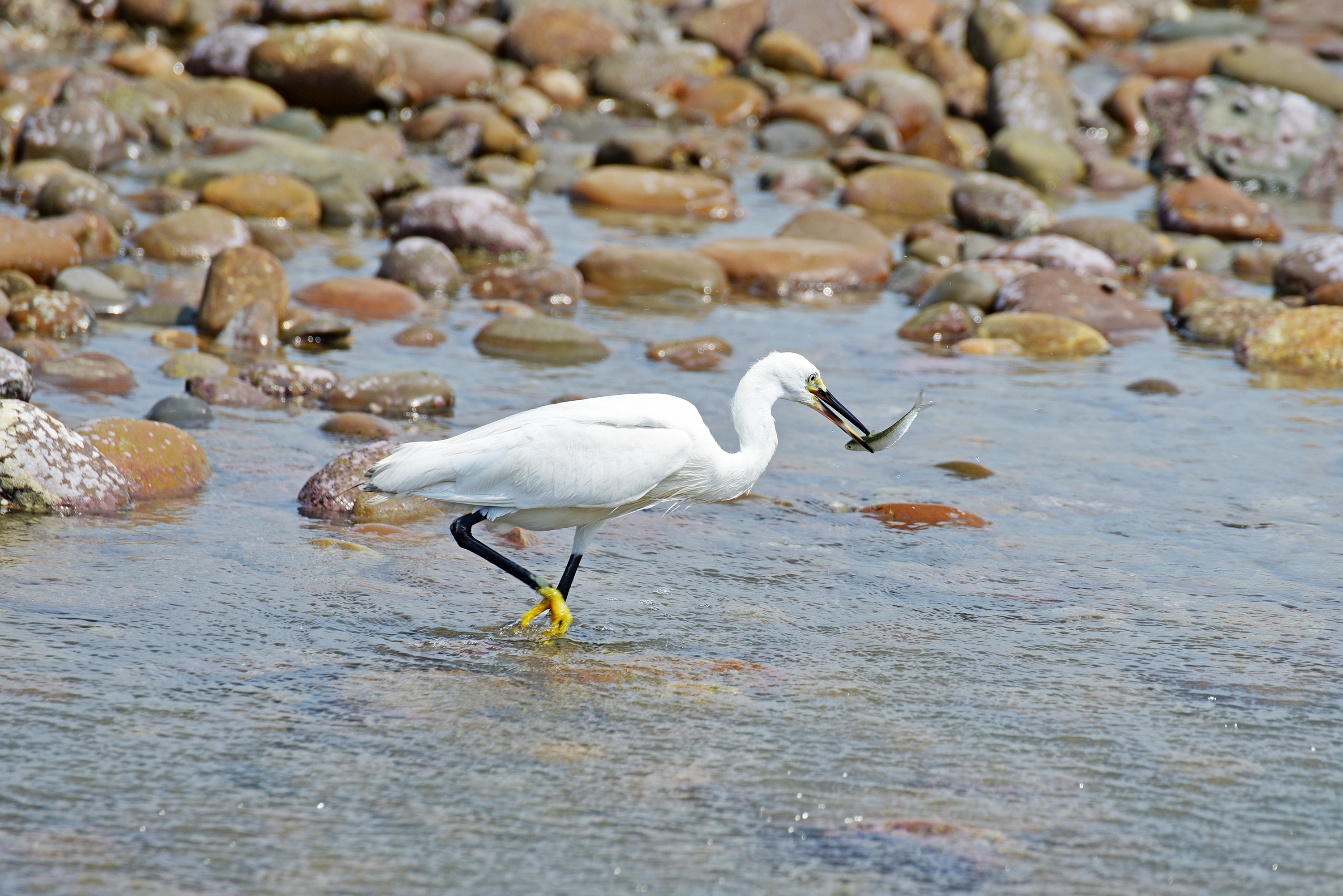這片海是我的餐桌